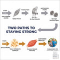 Two paths to staying strong after 55: willpower alone declines — the StillStrong Daily Strength Complex rebuilds muscle naturally for sustained results